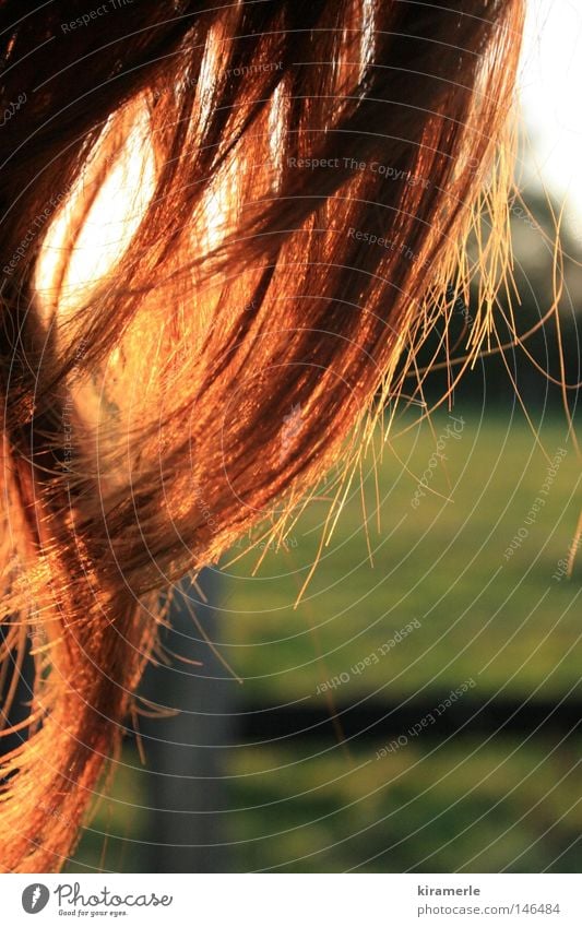 wie die Abendsonne und die Haare im Wind rot Haare & Frisuren Sonne Feld grün Wiese Locken Wellen lang Zaun Gefühle frei Freiheit Glück Herbst Abenddämmerung