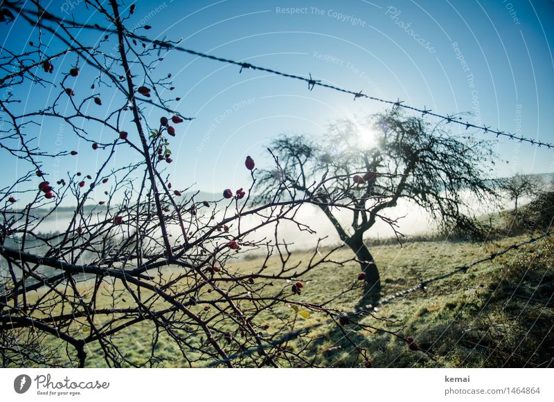Frühblüher Umwelt Natur Landschaft Pflanze Wolkenloser Himmel Sonne Sonnenlicht Herbst Schönes Wetter Nebel Baum Hagebutten Beeren Obstbaum Wiese