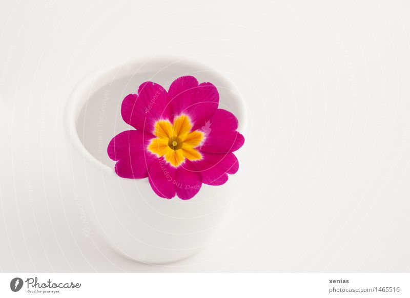 Pinkfarbene Primel liegt in weißem Becher mit Wasser vor weißem Hintergrund Blüte Primelgewächse Frühling gelb rosa schön Vase Kissen-Primel