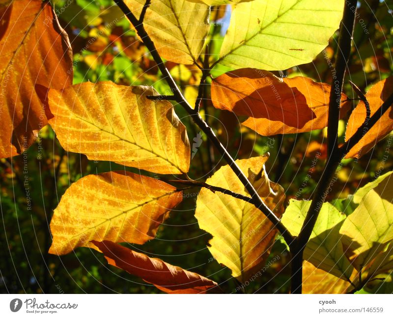 .. und noch ein paar Blätter Blatt Herbst mehrfarbig Blattgrün braun gelb rot orange Physik Sonnenstrahlen Schönes Wetter Geäst Zweige u. Äste Buche Buchenblatt