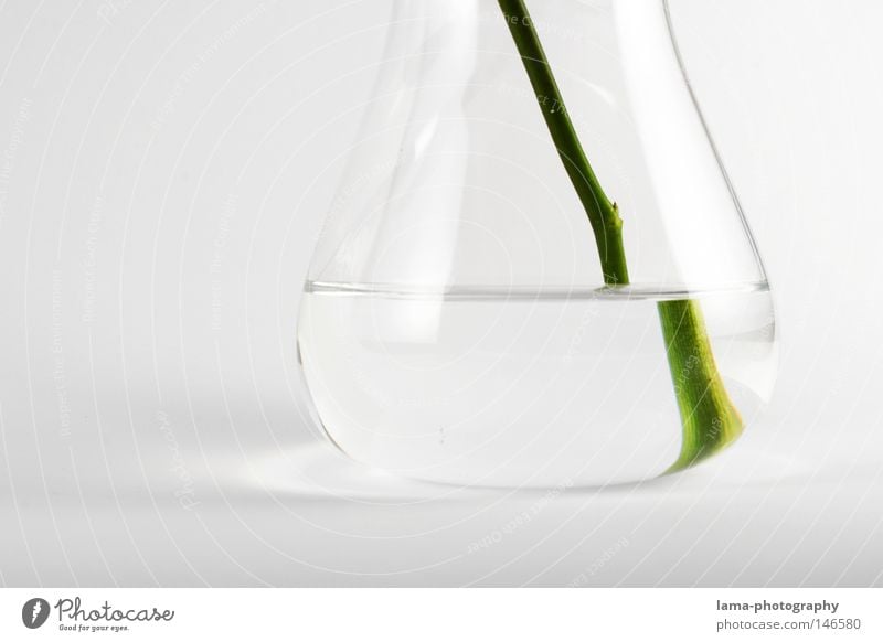 clean rein durchsichtig weiß Reagenzglas Vase Pflanze grün Grünpflanze Blume Blumenvase Reflexion & Spiegelung Lichtbrechung versetzt vergrößert