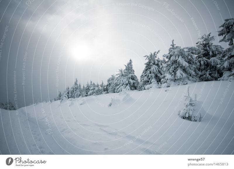 Weihnachtswunsch Natur Landschaft Himmel Wolken Horizont Sonne Winter schlechtes Wetter Schnee Baum Fichtenwald Wald Berge u. Gebirge dunkel grau schwarz weiß