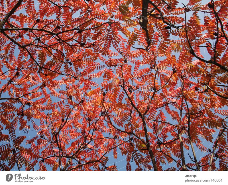 Errötet rot rund Oval Blatt Baum welk Herbst Pflanze Geäst Färbung Vergänglichkeit blau Ast Zweig Natur Himmel blätterdecke