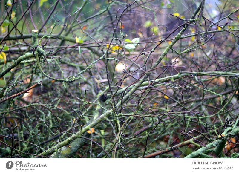 Geometrisch | -fraktaler Wirrwarr Umwelt Natur Pflanze Herbst Baum Ast Baumfällung Baumschnitt Garten dunkel nass stachelig trist unten braun gelb grün violett