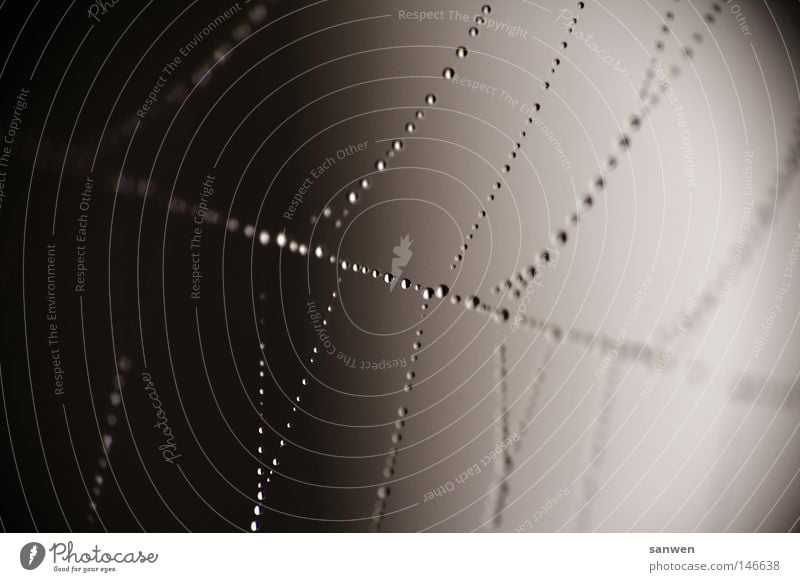 aufgeperlt Spinne Wohnung Wassertropfen Regen Nebel Morgennebel Tau hängen hängend Stoff Spinngewebe spinnenetz Netz spinnenwohnung Netzwerk netzbahnen