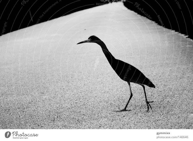 bird x-ing Vogel schwarz grau weiß gefährlich Straße Wege & Pfade laufen dunkel Konzentration fokussieren bedrohlich