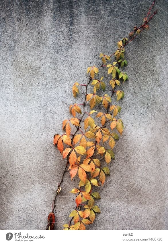 Herbstzweig Umwelt Natur Zweig Blatt Herbstlaub Herbstfärbung Mauer Wand verblüht dehydrieren Wachstum dünn authentisch Zusammensein natürlich mehrfarbig gelb