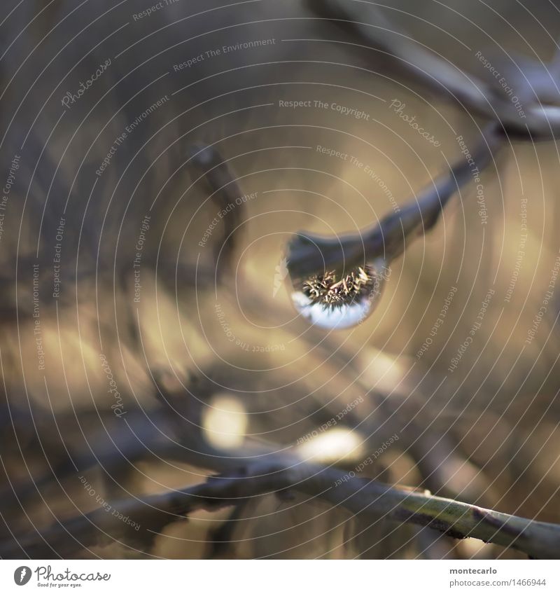 im strauch Umwelt Natur Pflanze Wasser Wassertropfen Himmel Klima Schönes Wetter Sträucher Grünpflanze Wildpflanze Topfpflanze Spiegelbild beobachten entdecken