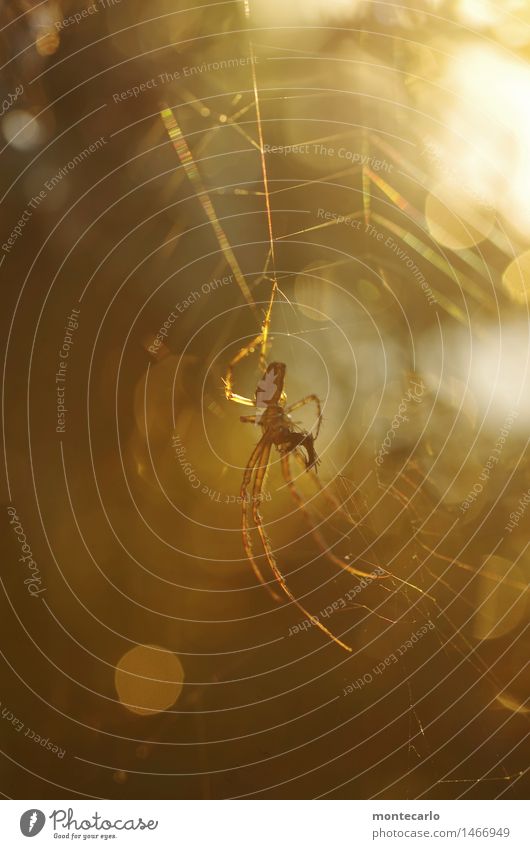 bitte nicht stören... Umwelt Natur Tier Nutztier Wildtier Spinne 1 Spinnennetz ästhetisch dünn authentisch elegant einzigartig klein listig nah natürlich