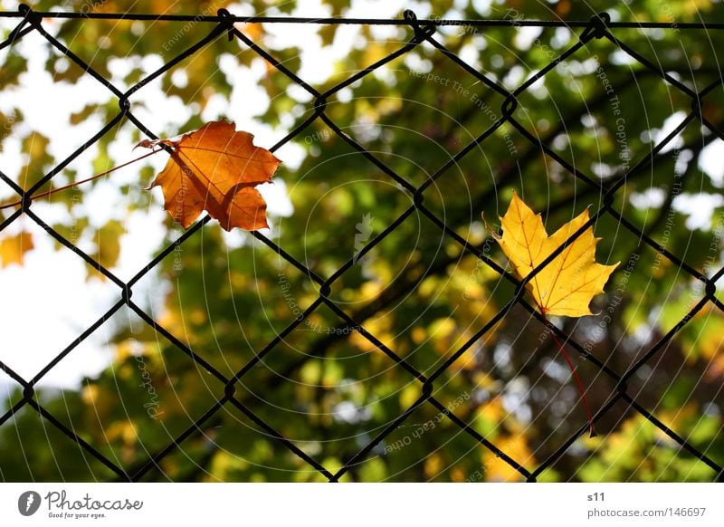 The Autumn Catch Herbst Jahreszeiten niedlich gelb grün Licht Physik lau fangen einfangen hängen Zaun Gartenzaun Baum Blatt Photosynthese Waldrand trösten
