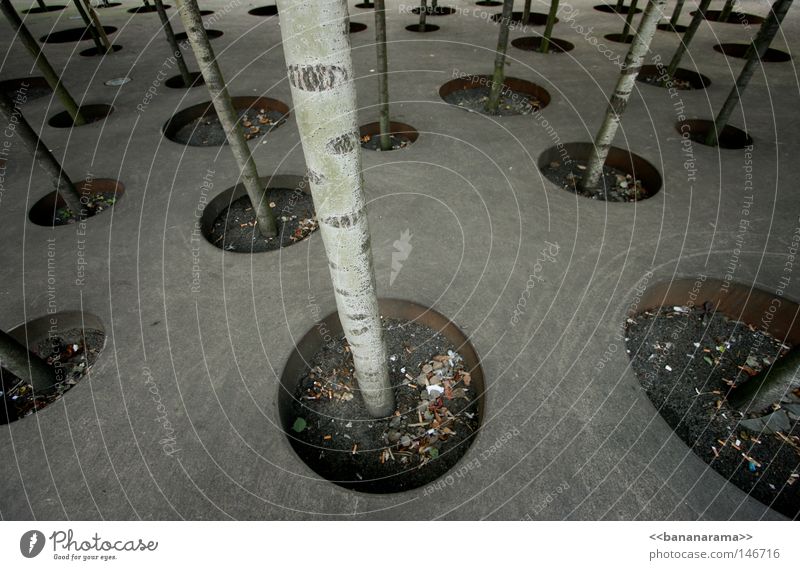 Jedem Baum sein' Lebensraum Wald Loch rund Birke Beton Kunst Blumentopf Winterthur Müllbehälter Zigarette Kies Lochblech Design gestalten durcheinander Zufall