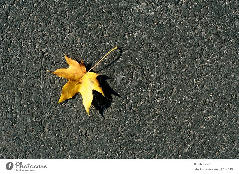 Ahorn Ahornblatt Herbst Herbstbeginn Herbstlaub Herbstfärbung Bürgersteig Straße Asphalt Straßenbelag einzeln Kanada porig Pore Stein Farbfleck Oktober