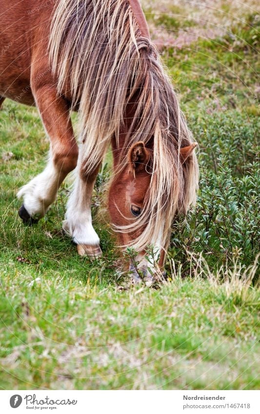 Isländer Freizeit & Hobby Reiten Landwirtschaft Forstwirtschaft Natur Sommer Gras Wiese Tier Nutztier Pferd 1 Fressen Freundlichkeit Tierliebe Gelassenheit