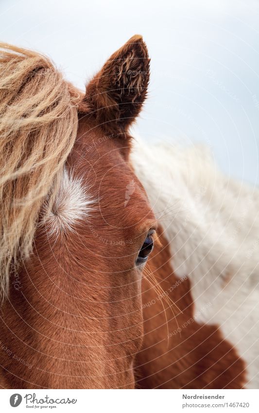 Isländer Freizeit & Hobby Reiten Landwirtschaft Forstwirtschaft Tier Nutztier Pferd 1 beobachten Freundlichkeit Neugier Tierliebe Gelassenheit ruhig Erwartung