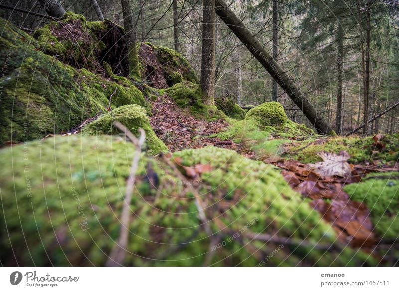 Schwarzwald Ferien & Urlaub & Reisen Tourismus Berge u. Gebirge wandern Umwelt Natur Landschaft Pflanze Herbst Baum Moos Wald Urwald Hügel Felsen frisch kalt