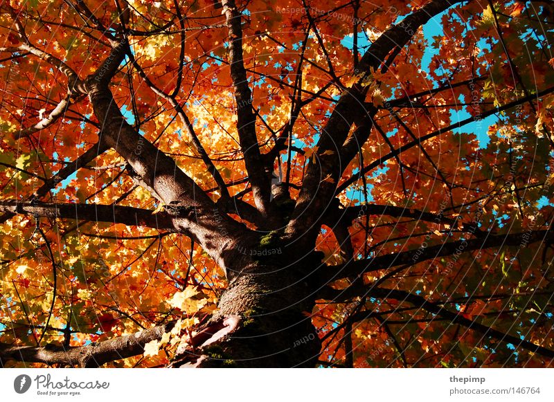 Zeichen der Vergänglichkeit Baum Geäst verwurzelt Baumrinde Holz Blatt mehrfarbig rot gelb braun grün Herbst Jahreszeiten verzweigt Ast blau Tod wiedergeburt