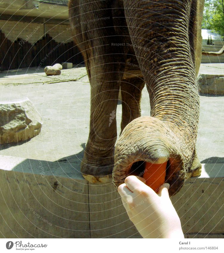 Saugnapf Gemüse Ernährung Hand Zoo Tier 1 Fressen füttern Freundlichkeit groß gelb grau orange Appetit & Hunger Perspektive Elefant saugen Rüben Möhre roh