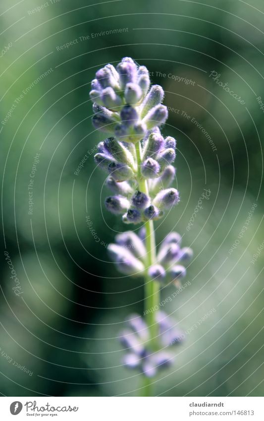 Lavendula Blume Blüte Blühend Pflanze violett Heilpflanzen Lavendel Alternativmedizin Pharmazie Duft Frankreich Lavendula officinalis Arzneipflanze