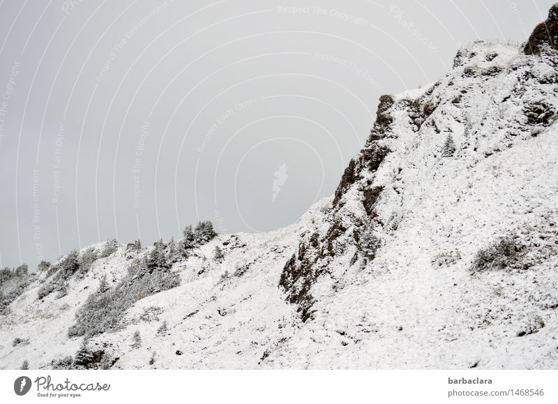 Über der Schneefallgrenze Freizeit & Hobby wandern Natur Landschaft Urelemente Erde Himmel Klima Baum Felsen Alpen Berge u. Gebirge Allgäuer Alpen