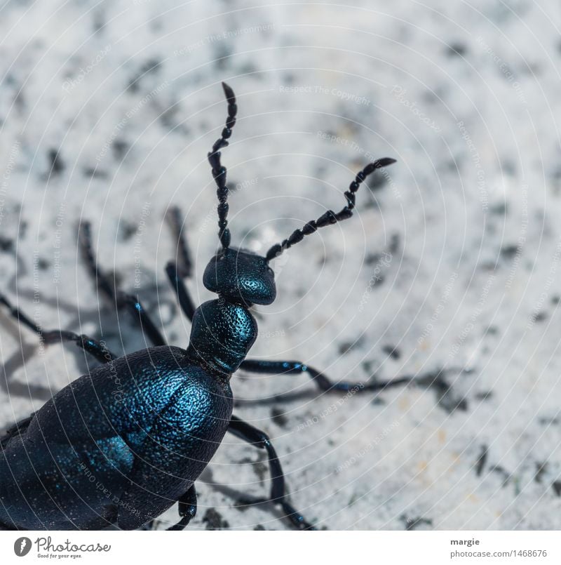 Ein großer glänzender Käfer Tier 1 krabbeln blau türkis weiß achtsam Neugier Interesse Abenteuer exotisch Suche Fühler Schalenweichtier Käferbein Insekt