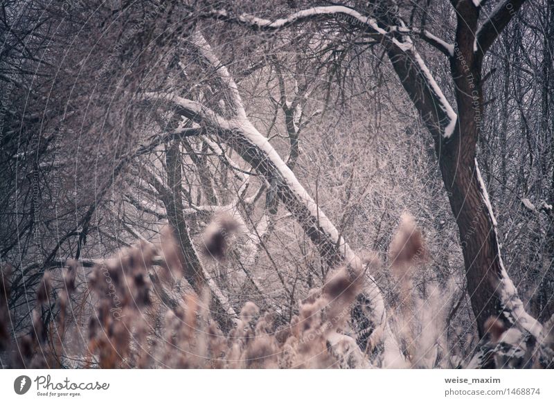 Schnee und Winter. Belarus-Dorf, Landschaft im Winter Natur Pflanze Wasser Nebel Schneefall Baum Gras Sträucher Blatt Park Wald schön Originalität weiß Frost