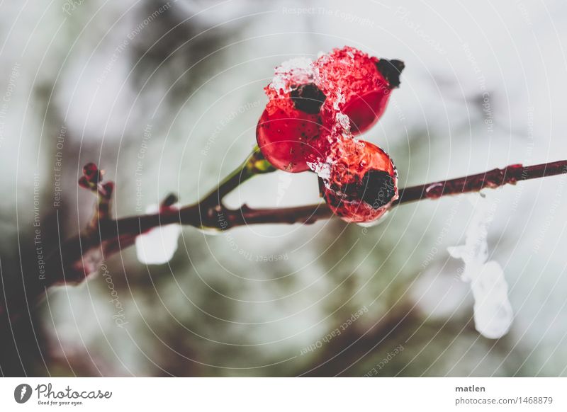 Hetscherleis Winter Schnee Pflanze Rose frieren glänzend saftig braun rot weiß Hagebutten Hundsrose tauen Eis Farbfoto Außenaufnahme Nahaufnahme Menschenleer