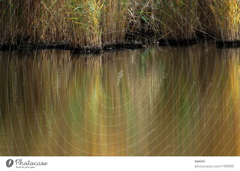 Verschwommenes Grün Wasser Teich See grün Halm Gras Schilfrohr Reflexion & Spiegelung unklar Unschärfe gelb nass dreckig trüb Seeufer Flussufer Amerika tosini