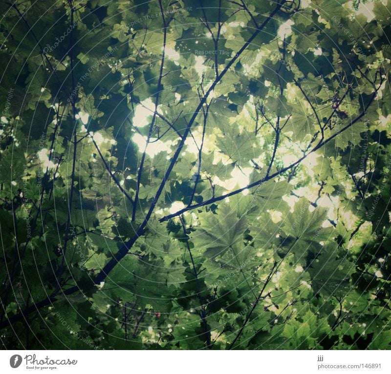 Blätterdach Blatt Rascheln Decke bedecken Englischer Garten schön träumen Natur Park grün Ahorn Geäst Zweige u. Äste Baum Sommer Licht durchdringen hoch frisch