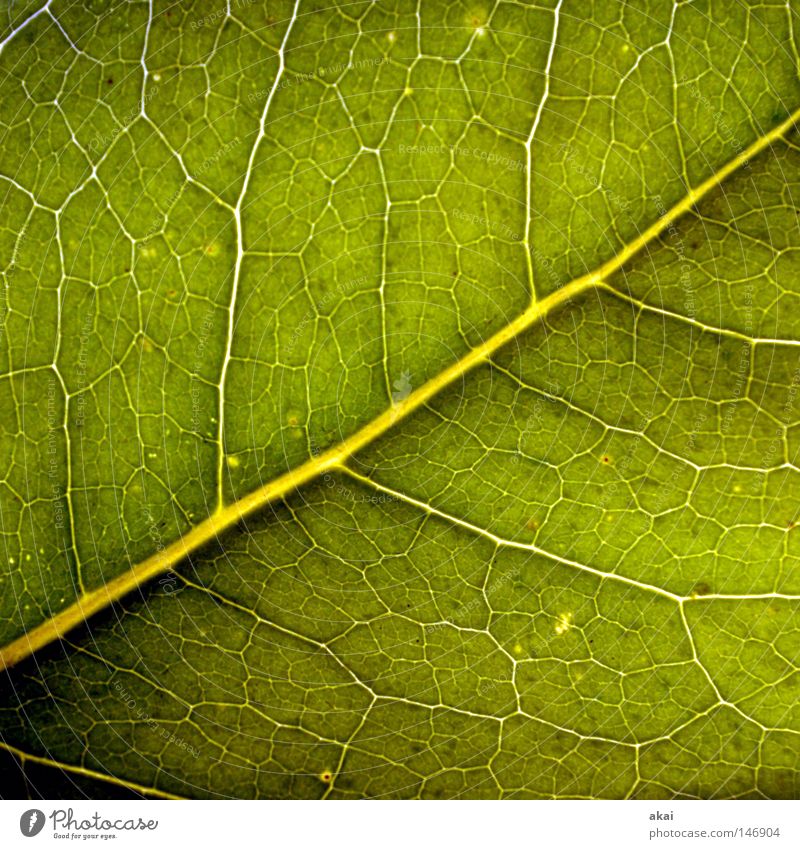 Das Blatt 32 Pflanze Linde Lindenblatt grün Botanik Pflanzenteile Kletterpflanzen pflanzlich Umwelt Sträucher Gegenlicht krumm Hintergrundbild Baum nah Licht