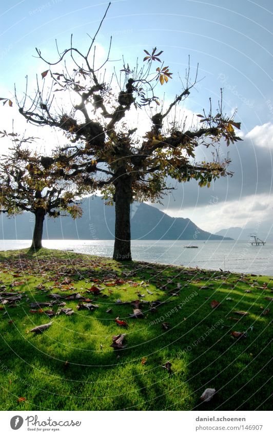 Herbst 8 Baum Blatt See Berge u. Gebirge Schweiz Vierwaldstätter See Farbe Platane Zweige u. Äste Baumstamm Jahreszeiten Licht gelb orange braun grün Seeufer
