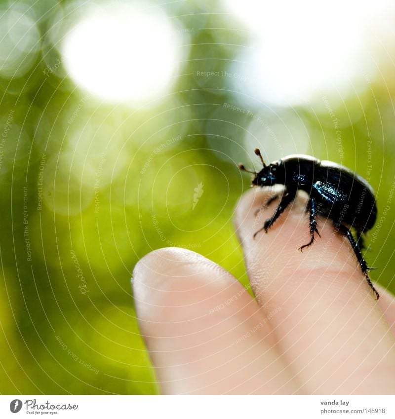 Mist! Käfer Schiffsbug Insekt krabbeln Angst nah Tierliebe Natur Umwelt retten Hand Finger Mensch schwarz Fühler berühren Tierschutz Makroaufnahme Nahaufnahme