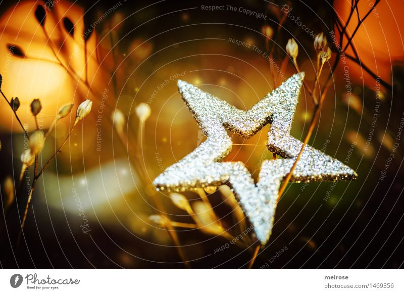 silbern leuchtend elegant Stil Design harmonisch Weihnachten & Advent Winter Pflanze Sträucher Dekoration & Verzierung Stern (Symbol) glänzend Lichtpunkt