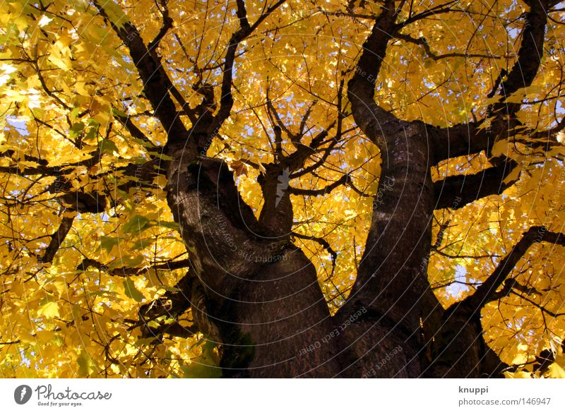 yellow dreams schön Natur Herbst Pflanze Baum Blatt alt leuchten Wachstum außergewöhnlich groß hell gelb gold Kraft Perspektive Umwelt Farbfoto mehrfarbig