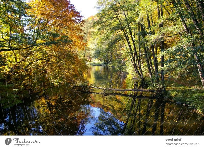 natur pur Herbst Licht Reflexion & Spiegelung Baum mehrfarbig Blatt fließen ruhig fällen Fluss Bach Wasser Baumstamm Wege & Pfade Natur Schatten Idylle