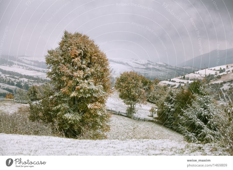Schneefälle in Bergen. Schnee auf einem grünen Baum. Ferien & Urlaub & Reisen Tourismus Winter Berge u. Gebirge Garten Natur Landschaft Himmel Wolken Herbst