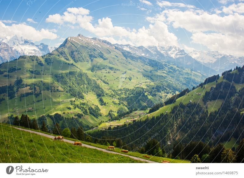 Idylle Natur Landschaft Himmel Wolken Frühling Schönes Wetter Gras Wiese Wald Hügel Alpen Berge u. Gebirge Gipfel Farbfoto Außenaufnahme Menschenleer Tag Licht
