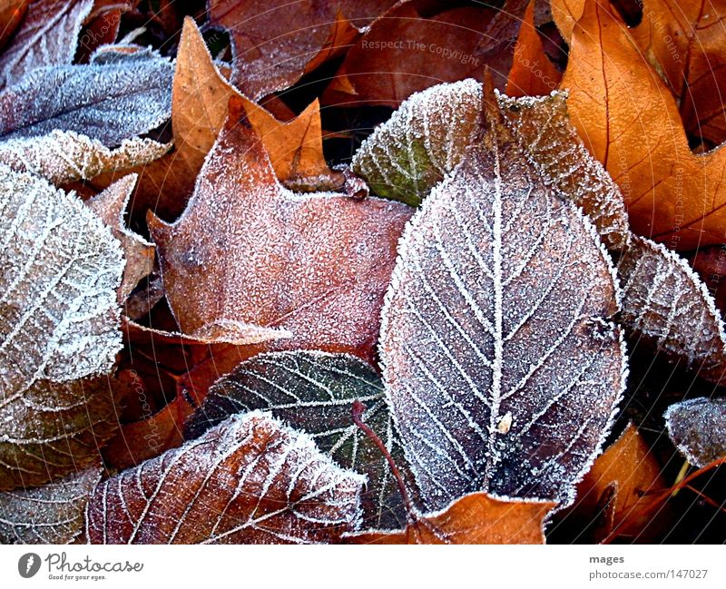 Reif Farbfoto Außenaufnahme Detailaufnahme Strukturen & Formen Menschenleer Winter Umwelt Natur Herbst Wetter Eis Frost Blatt Park kalt braun gelb gold schön