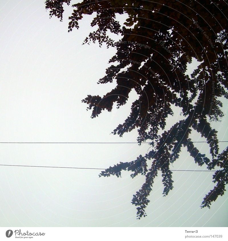 Kabelbaum ! Herbst grau dunkel Trauer trist Ödland nass Wolken kalt Baum schwarz Blatt Himmel Leitung Linie Elektrizität Geäst Zweige u. Äste Buche Buchenwald