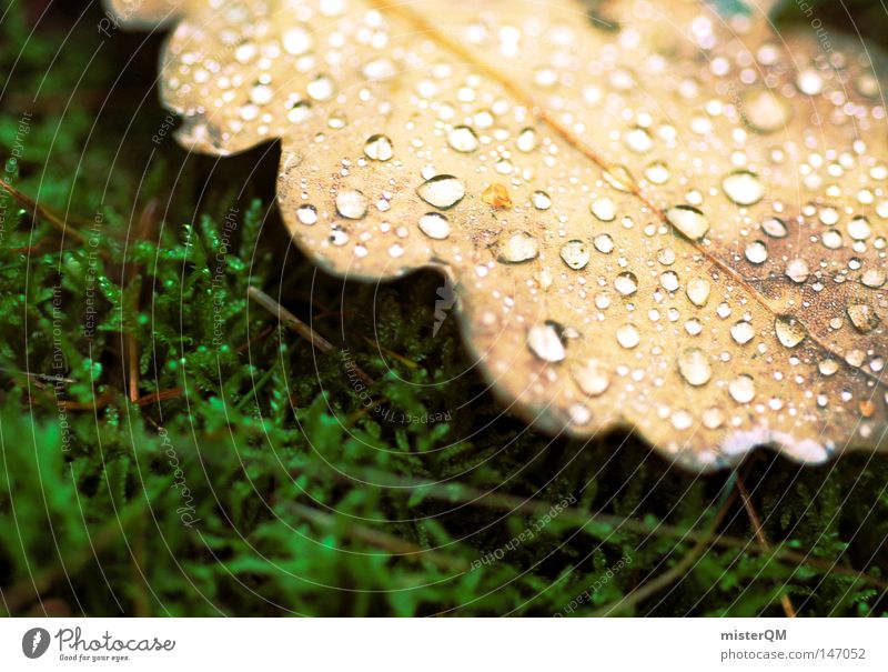 In einem Land vor unserer Zeit - Herbsttag Blatt Wassertropfen Tropfen kalt frisch Makroaufnahme Nahaufnahme Waldboden ruhig Frieden Örtlichkeit Natur Eiche