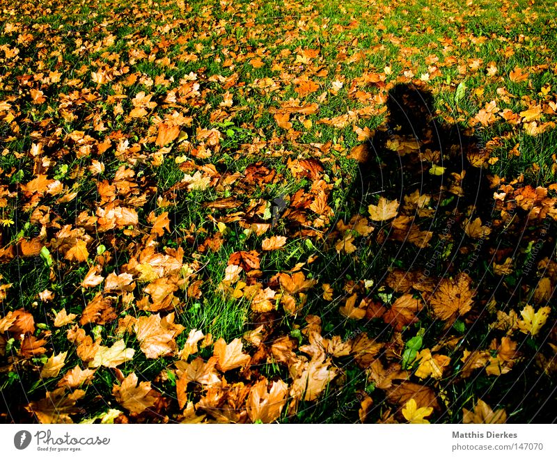 Herbstschatten Blatt braun grün Gegenlicht Herbstfärbung rot Jahreszeiten schön Grenze Herbstlaub kalt Winter auffressen Ahorn Eiche September Oktober November