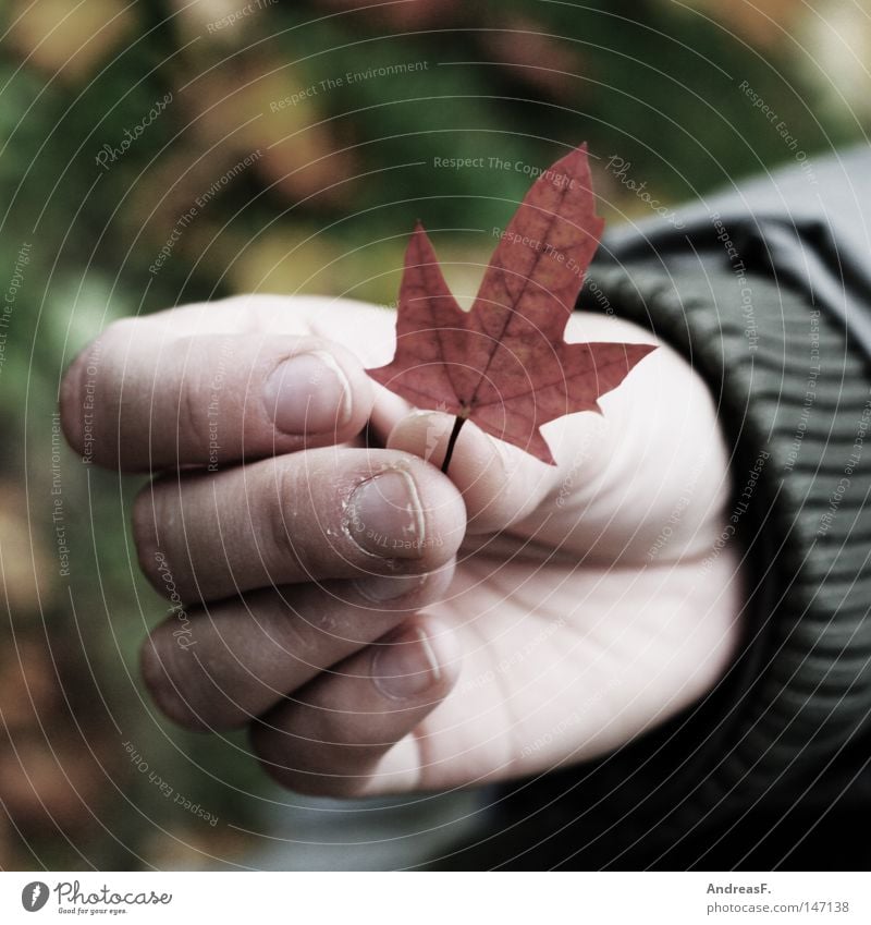 ein stück canada Ahorn Ahornblatt Kanada Hand Blatt Herbst Herbstlaub klein Finger festhalten greifen Auswanderer Sehnsucht Fernweh Natur Umwelt ökologisch