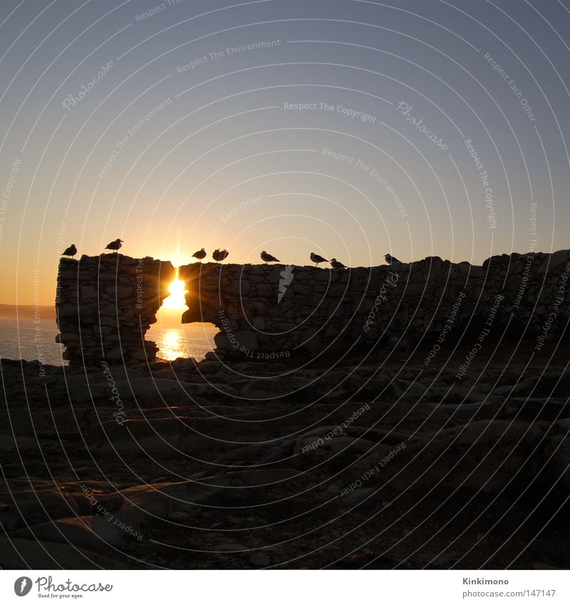 Black Hole Sun Meer Sonnenaufgang Vogel Möwe Portugal Reflexion & Spiegelung ruhig Wasser Felsen Baleal Himmel Morgen