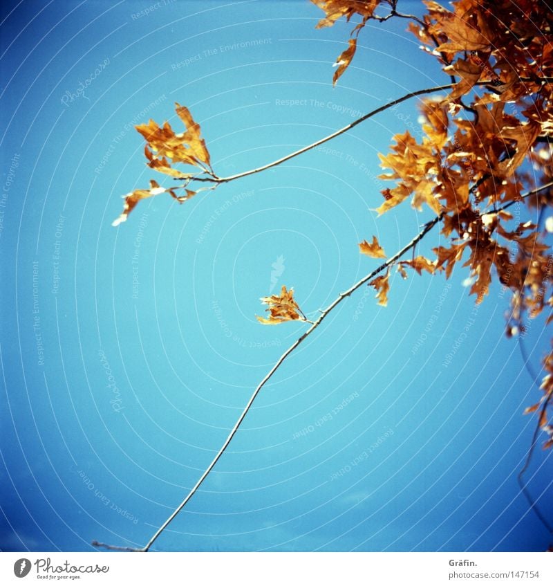[HH 3.0] Herbst Baum Blatt fallen gelb trocken rot Schönes Wetter Vergänglichkeit Himmel Zweig Farbe orange blau Sonne herbstlich trockene Blätter