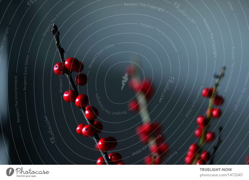 Die Stille eines Dezembermorgens elegant Design exotisch Wohnung Dekoration & Verzierung Pflanze Winter "ilex Zweige Winterbeere" Blumenstrauß ästhetisch dunkel