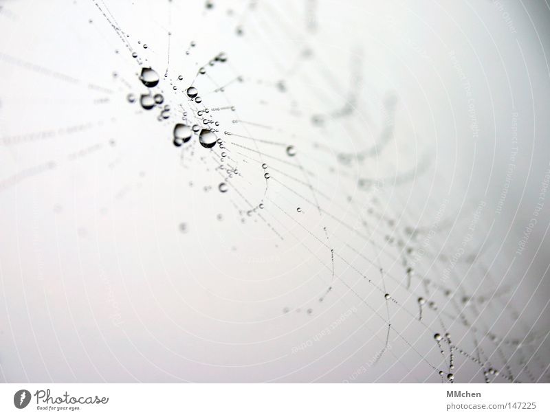 spinnst du? Spinnennetz Wassertropfen Tau Nebel Netzwerk Computernetzwerk Nähgarn durcheinander spinnen Tropfen liegen hingelegt Tier Makroaufnahme Nahaufnahme