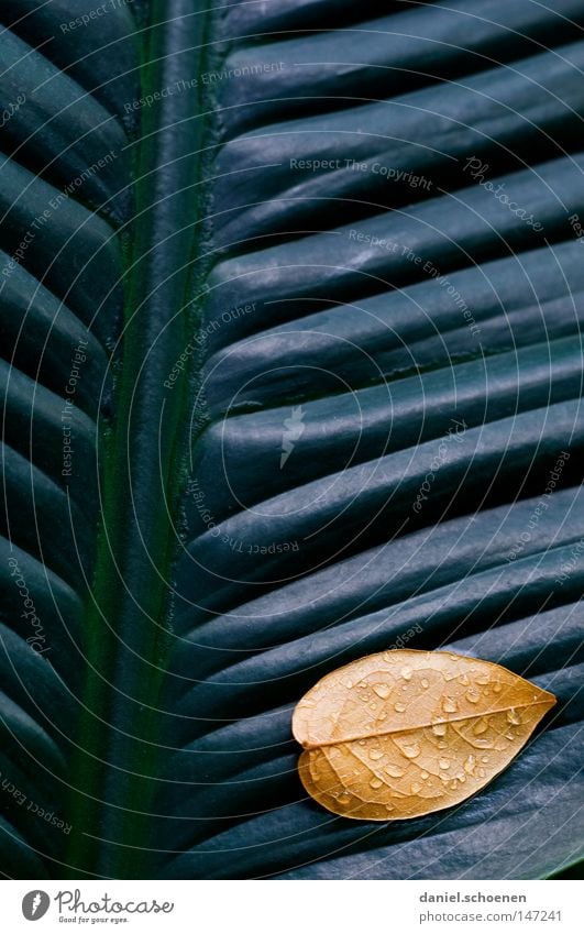 Blatt auf Blatt Herbst abstrakt Hintergrundbild graphisch Wand grau gelb grün Gras Wiese braun Jahreszeiten Wachstum Makroaufnahme Vergänglichkeit Kontrast