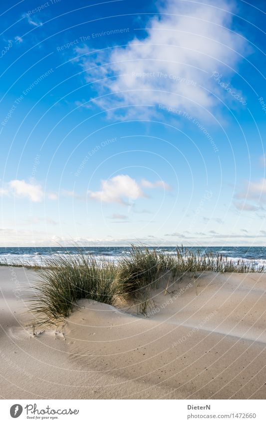 Dünengras Strand Meer Wellen Natur Landschaft Sand Wasser Wolken Horizont Wetter Wind Sturm Küste Ostsee blau braun grün weiß Darß Gischt Mecklenburg-Vorpommern