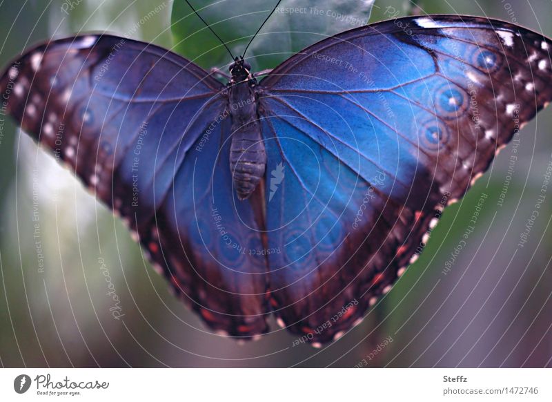 Blauer Morphofalter mit ausgebreiteten Flügeln ausgebreitete Flügel Flügelmuster Schmetterling exotischer Falter exotischer Schmetterling blauer Morphofalter
