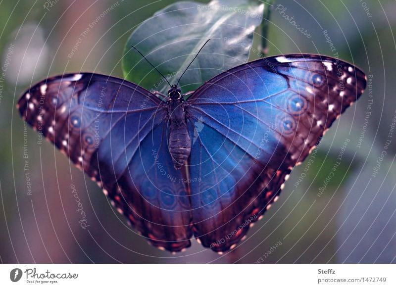 ausgebreitete Flügel eines Morphofalters Schmetterling blauer Morphofalter Flügel ausstrecken Flügel ausbreiten Leichtigkeit Edelfalter Eyecatcher Himmelsfalter
