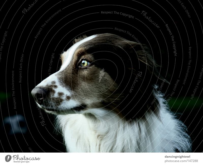 great girl. Hund Tier Haustier Fell Auge Blick mehrfarbig Schnauze Säugetier Australian Shepherd